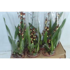 ONCIDIUM P15