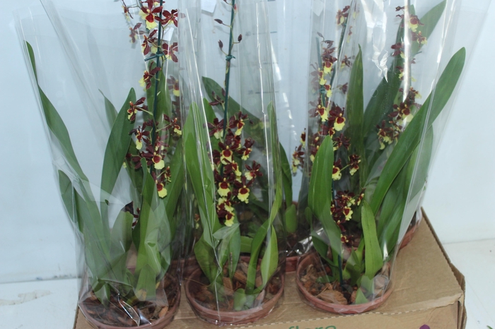 <h4>ONCIDIUM P15</h4>