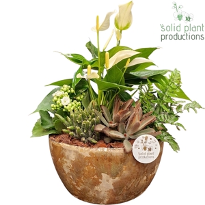 AT084 Olivia Taupe Anthurium