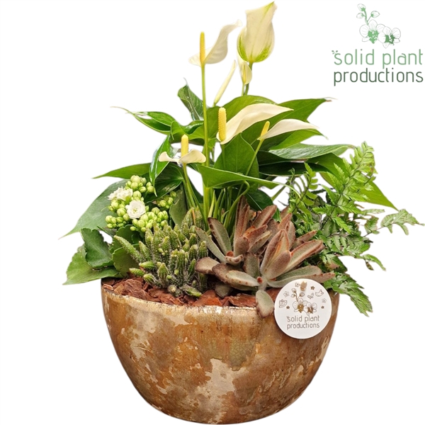 <h4>AT084 Olivia Taupe Anthurium</h4>