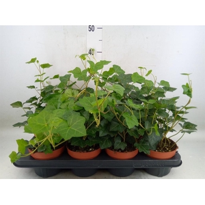 Hedera hibernica