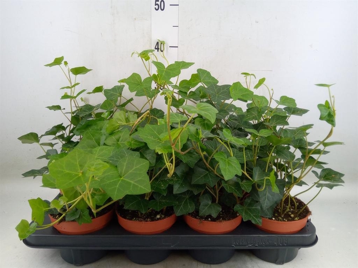 <h4>Hedera hibernica</h4>