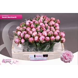 Paeonia Sarah Bernhardt