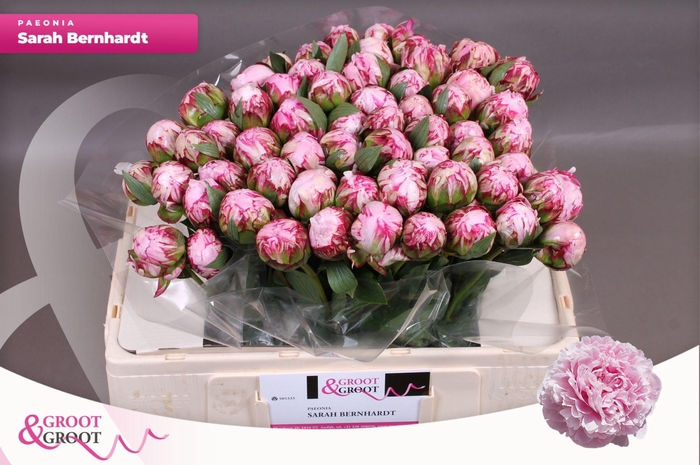 <h4>Paeonia Sarah Bernhardt</h4>