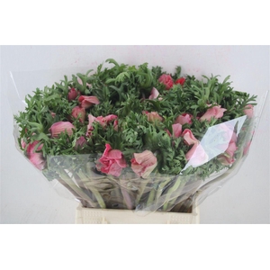 Anem Mistral Super Shoking Pink