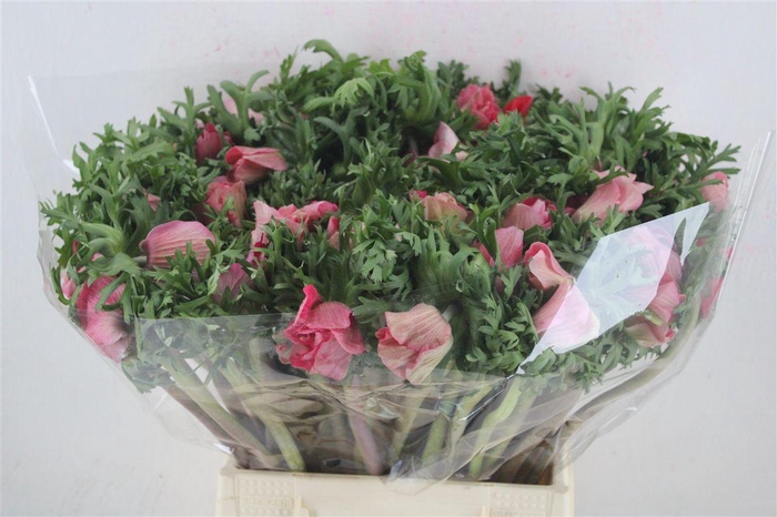 <h4>Anem Mistral Super Shoking Pink</h4>