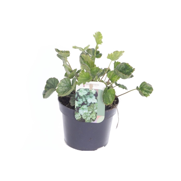 <h4>Heuchera amer. Dale's Strain</h4>