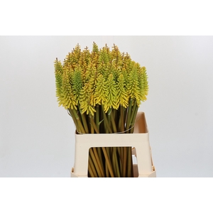 KNIP EYCONE YELLOW