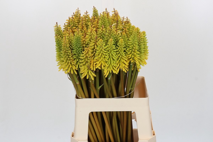 <h4>Kniphofia Eycone Yellow</h4>
