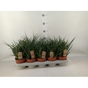 Sansevieria  'Fernwood'