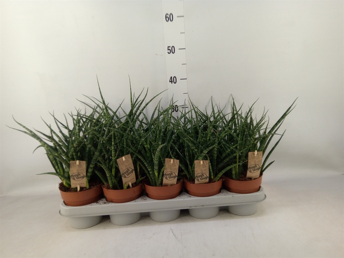 <h4>Sansevieria  'Fernwood'</h4>