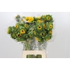 Helianthus Orange Fire