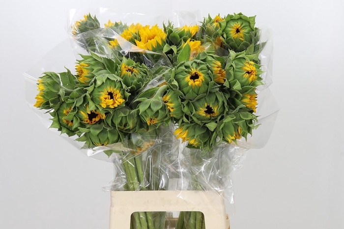 Helianthus Orange Fire