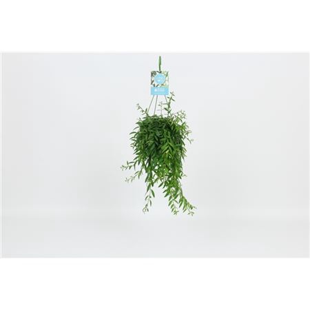 <h4>Aeschynanthus Japhrolepis Hang</h4>