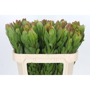 LEUCAD SAF GOLDSTRIK