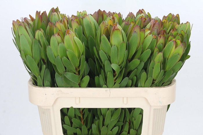 <h4>LEUCAD SAF GOLDSTRIK</h4>