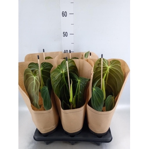Philodendron melanochrysum