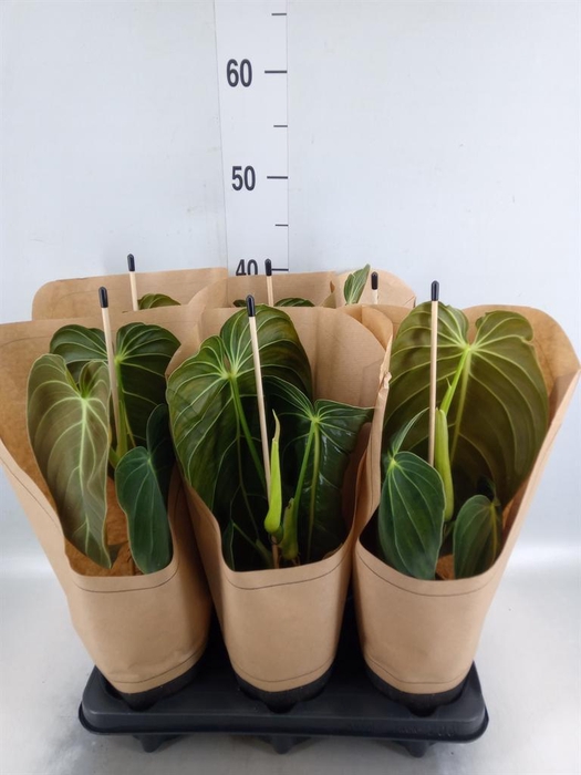 <h4>Philodendron melanochrysum</h4>
