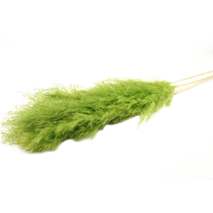 Droogbloem Pampas Dadang 120cm x5