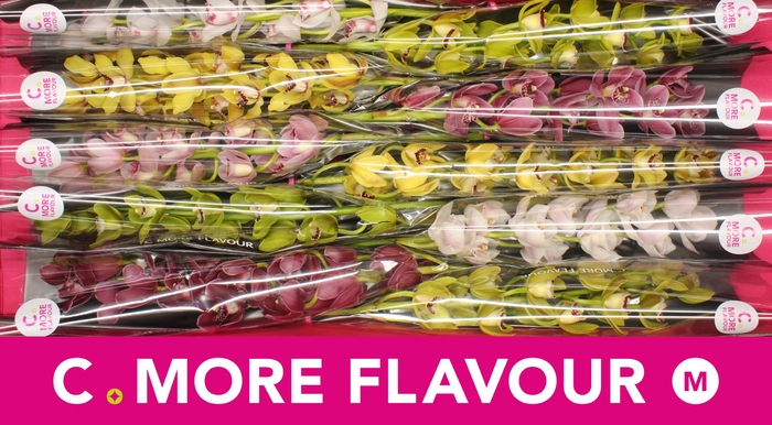 <h4>Mini cymbidium 'Mix 60 cm'</h4>