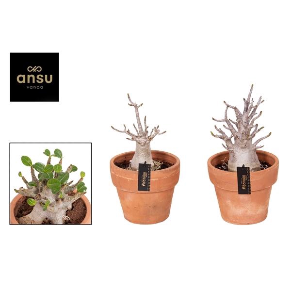 <h4>Adenium Ansu Baobab (ne fleurit pas)</h4>