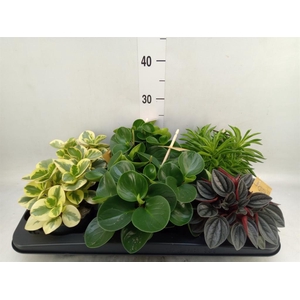 Peperomia   ...mix