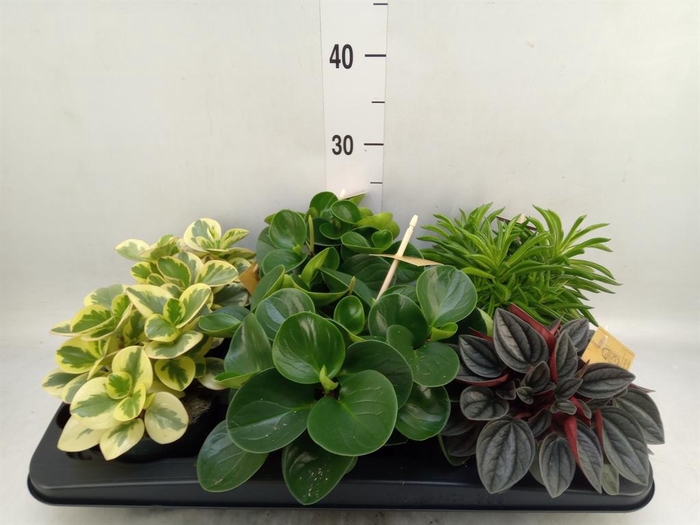 <h4>Peperomia   ...mix</h4>