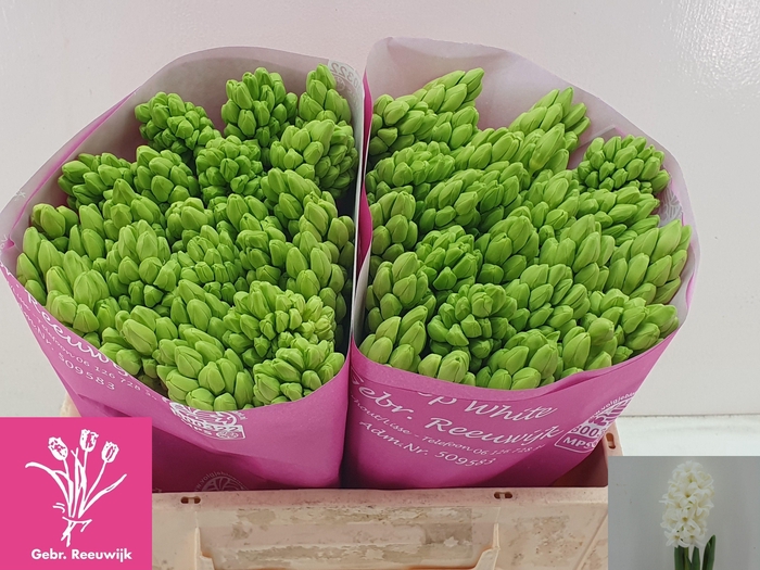 <h4>HYAC TOP WHITE</h4>