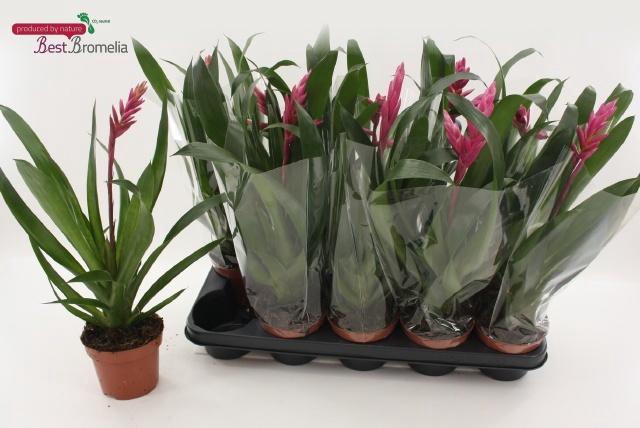 <h4>GUZM CLAIRE</h4>