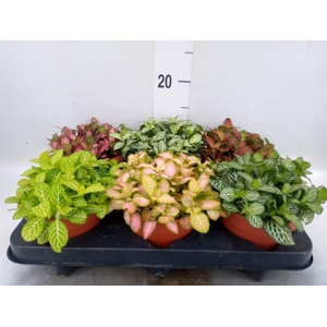 Fittonia ...mix