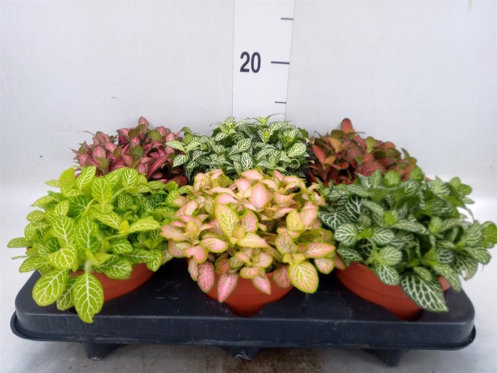 <h4>Fittonia   ...mix</h4>