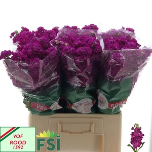 MATTH IRON ROSE