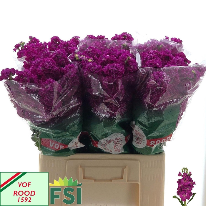 <h4>MATTH IRON ROSE</h4>