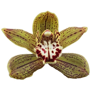 CYMB T JUNGLE MIRACLE