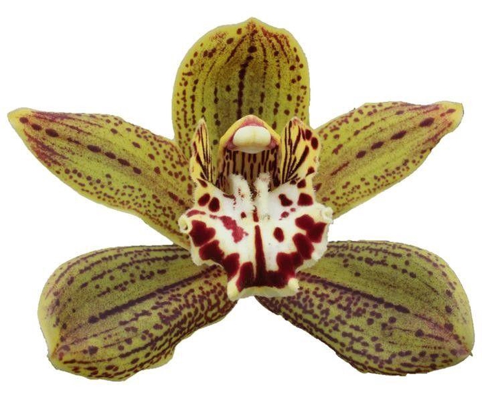 <h4>CYMB T JUNGLE MIRACLE</h4>