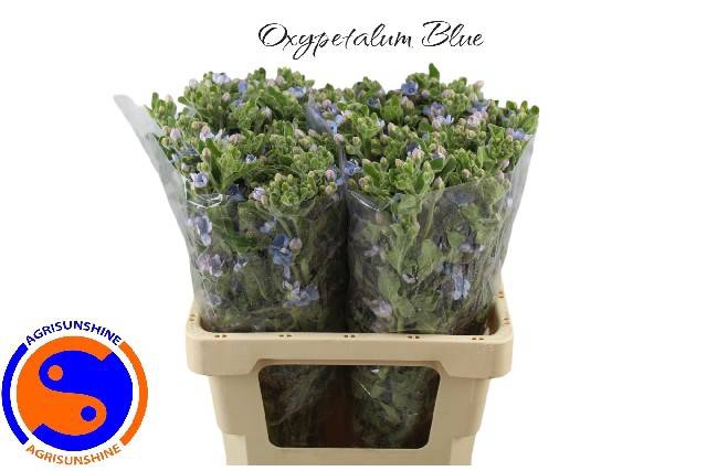 <h4>OXY CO TAN PURE BLU</h4>