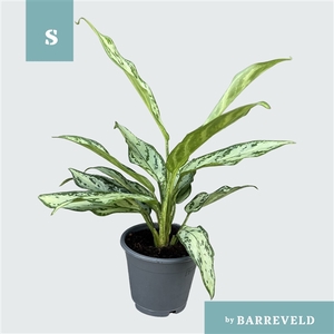 Green Agla 'Silver Queen Compact' (Aglaonema)