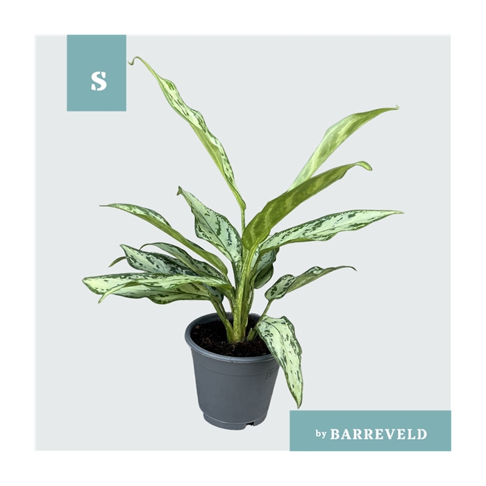 <h4>Green Agla 'Silver Queen Compact' (Aglaonema)</h4>