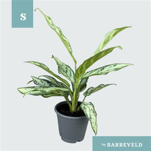 Green Agla 'Silver Queen Compact' (Aglaonema)