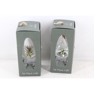 arr3 CP - Mini glas bol giftpack