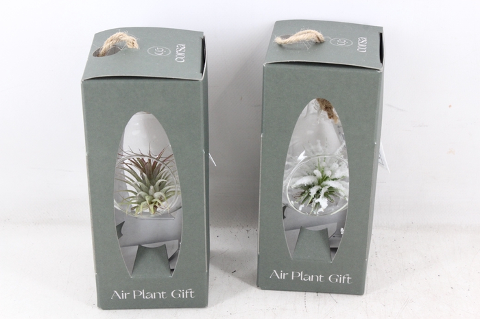 <h4>arr3 CP - Mini glas bol giftpack</h4>