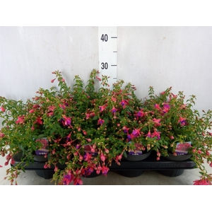 Fuchsia  'Tom Thumb'