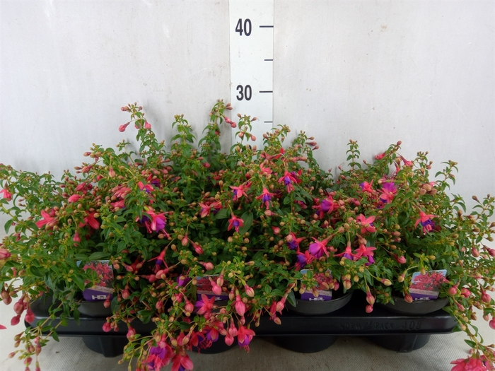 <h4>Fuchsia  'Tom Thumb'</h4>