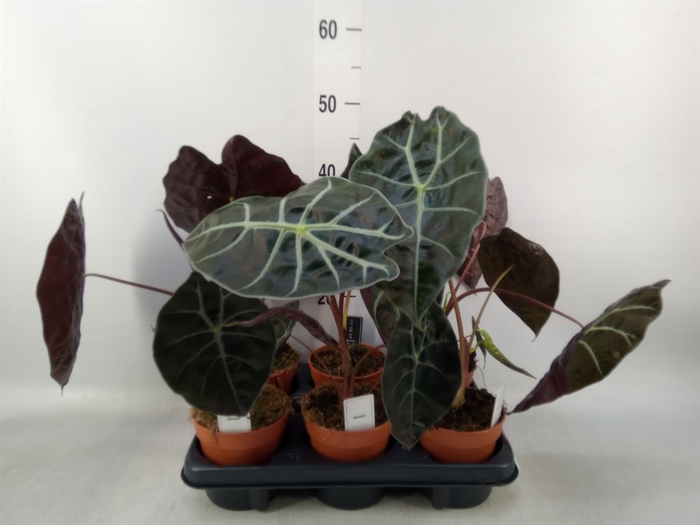 <h4>Alocasia   ...</h4>