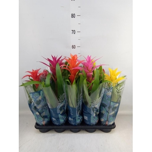 Bromelia   ...mix