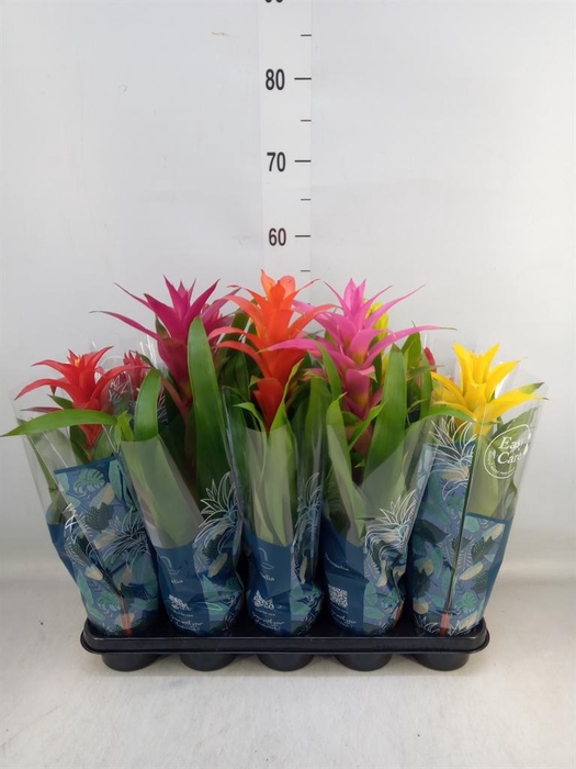 <h4>Bromelia   ...mix</h4>
