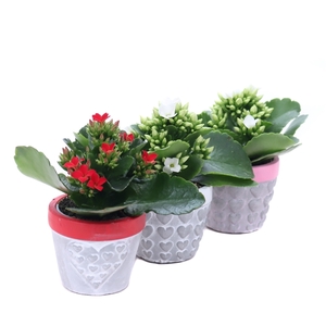 Kalanchoe 6 cm in 3 kleuren konische beton potje met hartjes