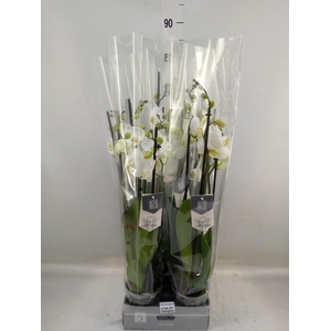 Phalaenopsis  'Ant Nottingham'