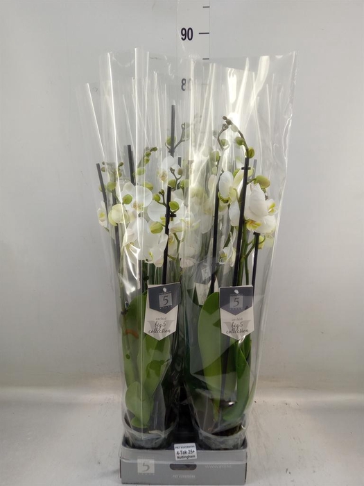 <h4>Phalaenopsis 'Ant Nottingham'</h4>