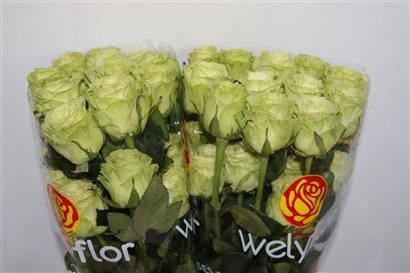 <h4>R GR WASABI LL</h4>